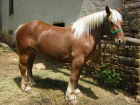 Opale