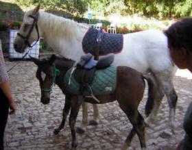 Riplet et la selle