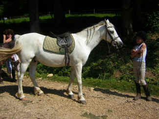 parade des poneys