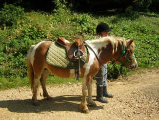 parade des poneys