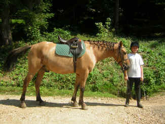 parade des poneys