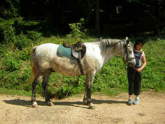 parade des poneys