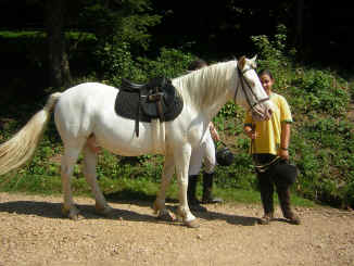 parade des poneys